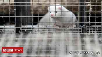 Coronavirus: Denmark shaken by cull of millions of mink