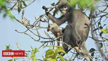 Newly discovered primate 'already facing extinction'