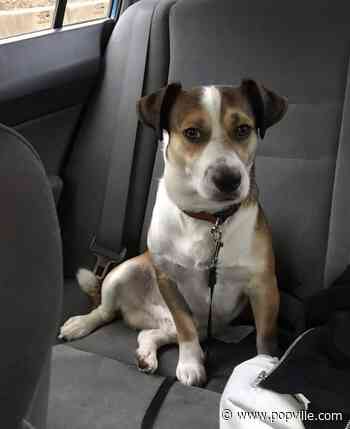 PoPville » “Bruno is home”!! - PoPville