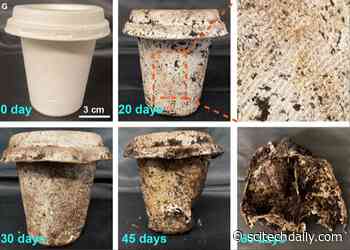 This Disposable Tableware Made From Sugarcane and Bamboo Breaks Down in 60 Days