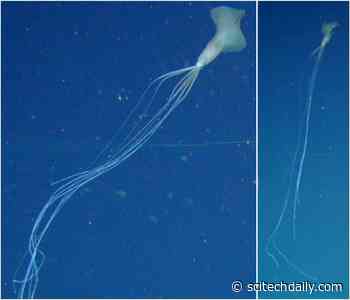 Rare Deep Sea Bigfin Squid Sighted in Australian Waters for First Time