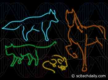 Zoonomia Project: Largest Set of Mammalian Genomes Reveals Species at Risk of Extinction