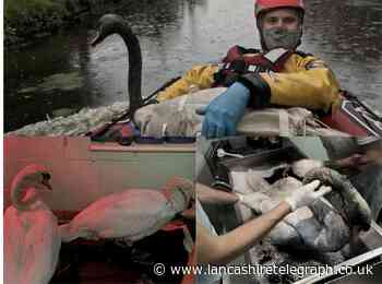 Swans in Hyndburn re-rescued after second oil spillage