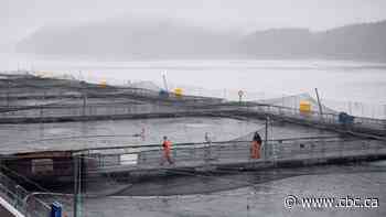 B.C.'s open-net salmon farms on the way out, but replacement systems may differ by region