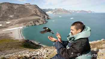 Tracking the effects of climate change on Arctic animals is no easy task