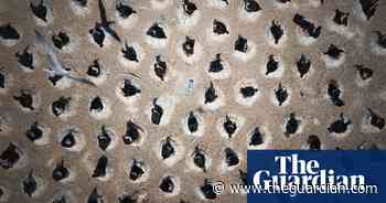 Tangled sharks and reefs under nets – 2020's most powerful ocean photos