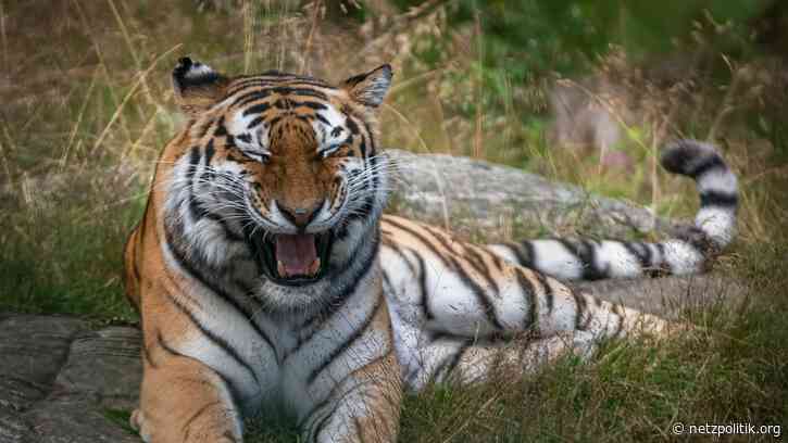 Wochenrückblick KW 46: Der neue Lieblingssport ist Spagat