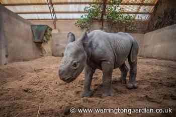 Chester Zoo celebrates birth of rare baby rhino