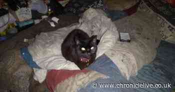 County Durham couple banned from keeping animals for life