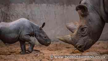 Birth of rare baby female rhino celebrated at Chester Zoo