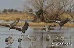 Sandhill Cranes return to Southeast Arizona
