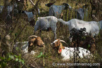5 Fun Things to Do Outdoors in Houston This Month - Houstonia Magazine