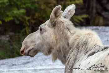 Drilling company, animal welfare group add to reward after white moose killed