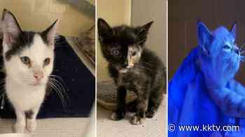 70+ cats rescued in Colorado with many needing medical care, owner of AWR Cat Tails Rescue charged with neglect - KKTV