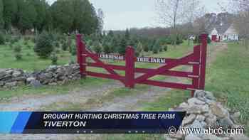 Drought halts season for one of Rhode Island's oldest Christmas tree farms - WLNE-TV (ABC6)