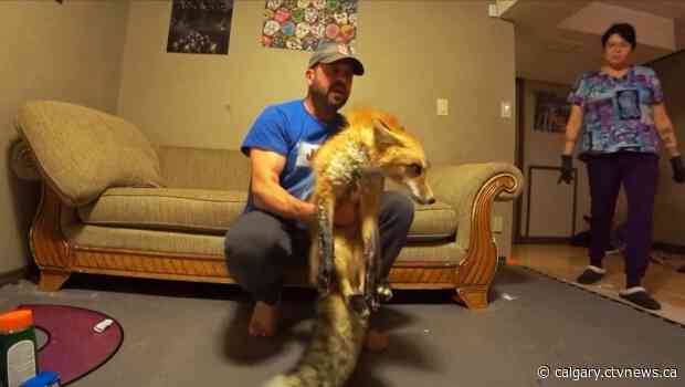Red fox to recover at wildlife sanctuary after being hit by car near Lethbridge