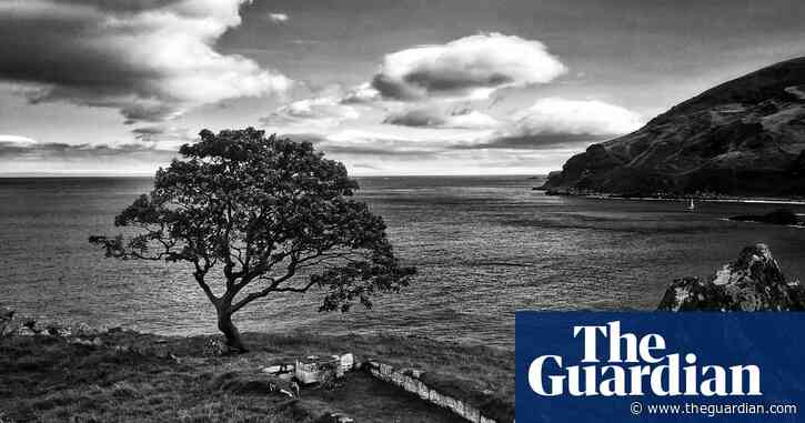 Tree of the week: a sycamore on Game of Thrones’ Slaver’s Bay