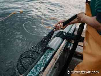 GoTrace tracks shipment of Southern Rock Lobsters using blockchain