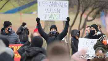 Hundreds protest deer cull planned for Longueuil park