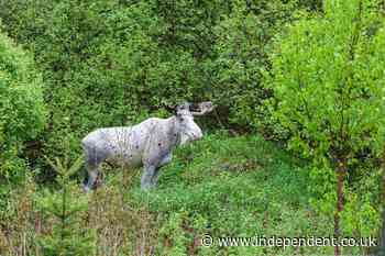 Sacred white ‘spirit moose’ is killed by hunters in Canada to outrage of local indigenous population