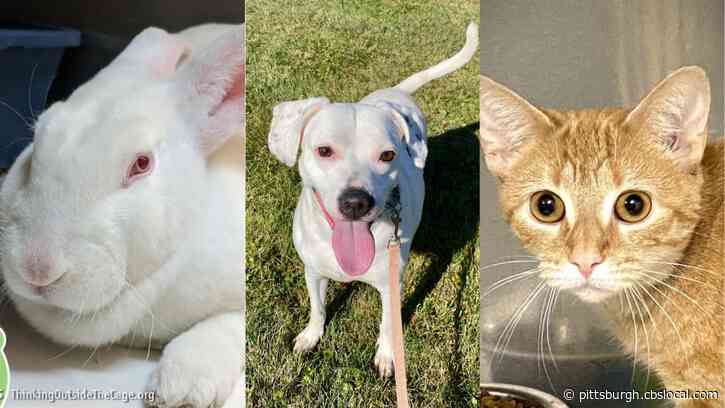 Furry Tails: Al Bundy, Baby & Chai Are Waiting For Forever Homes