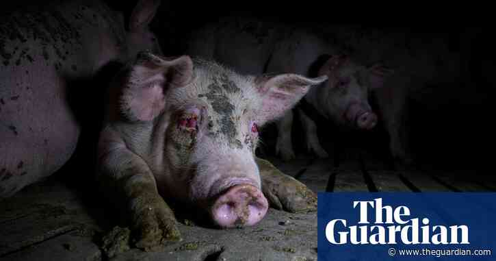 Shocking footage of ‘severely injured’ pigs on Spanish farms released