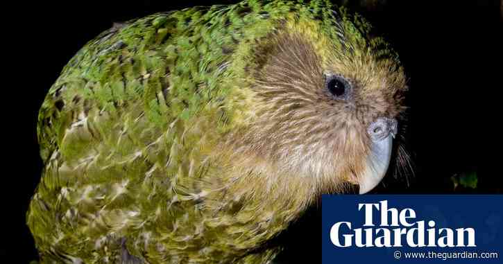 Kākāpō, the world's fattest parrot, named New Zealand's bird of the year for 2020