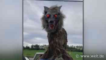 Skurriler Roboterwolf vertreibt Bären in Japan