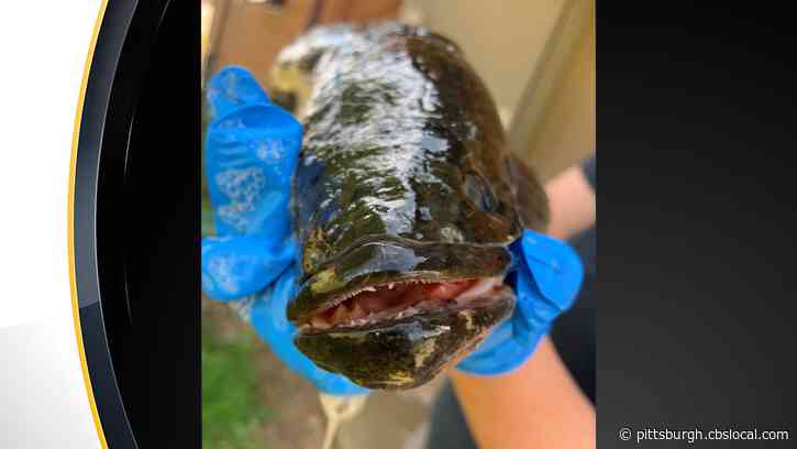 Pittsburgh Man Indicted For Allegedly Trafficking In Endangered And Invasive Fish