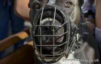 Dog owner lands in jail after fighting dog mauls pensioner
