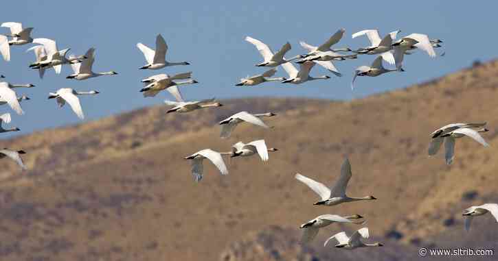 Why are swans turning up dead in Utah? Experts believe the birds fell from the sky.