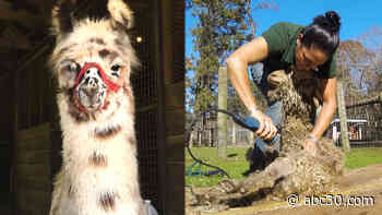 Long Island farm creates yarn from scratch utilizing their livestock specializing in llamas