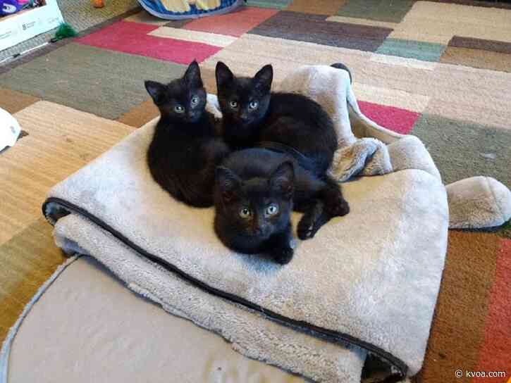 Local shelter to hold virtual Black Fur Day event