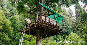 Have a Look at the Fabled Honey Forest