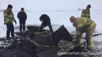 Horse rescue: Trapped animal freed after several hours in muddy hole
