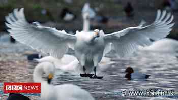 Bird flu found in dead swan in County Derry