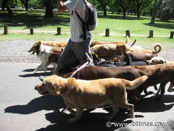 Chinese county plans to confiscate and kill dogs whose owners are caught walking them in public