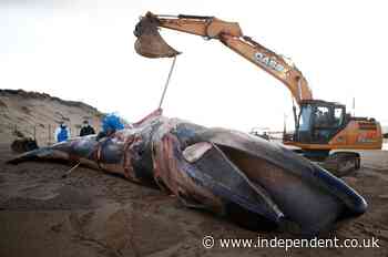 Marine biologists probe mystery illness after spike in whales washed up on French beaches