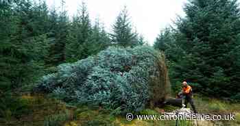 Kielder Christmas tree starts its 300-mile journey to the Houses of Parliament