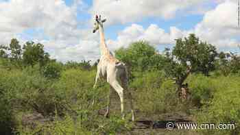 World's only known white giraffe gets fitted with a tracking device