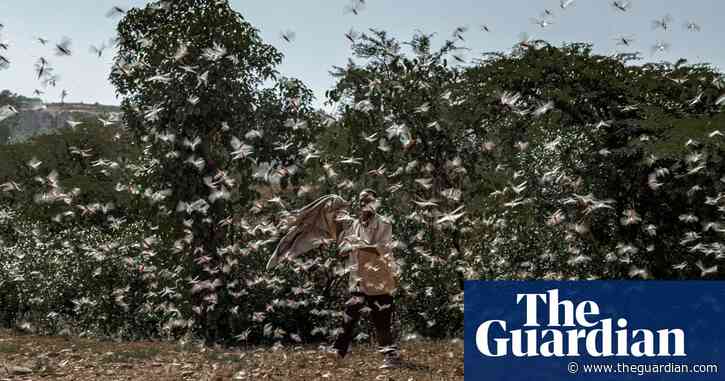 How war threatens Ethiopia's struggle against worst locust swarm in 25 years