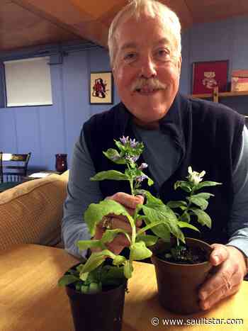 Wildflower restoration gets firmer roots
