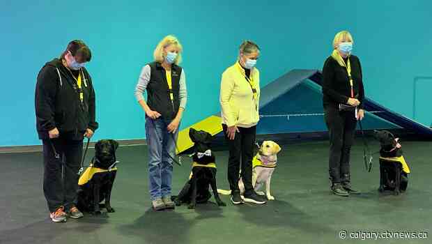 Pups destined to become guide dogs celebrate 1st birthday together