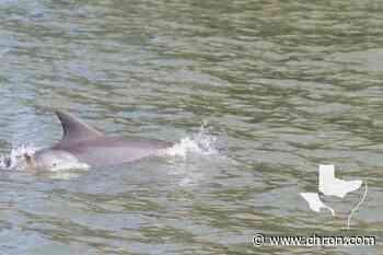 Help needed finding baby dolphin wrapped in plastic near Galveston