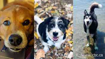 Metro Morning listeners share their rescue dog stories