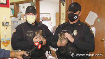 Hamburg Police Officers rescue kittens abandoned in drainage ditch