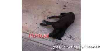 Triste, envenenan a perros en Huejotzingo - Yahoo Noticias