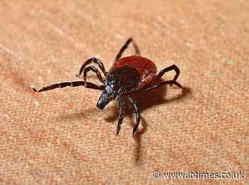 Dog ticks may prefer to live on humans than dogs whenever temperatures rise
