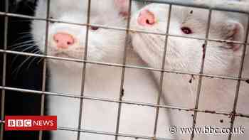 Mutated strain of coronavirus may 'jump back and forth'