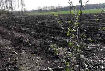 45.000 bomen voor zieke essen - Sa! 24 | Kijkt anders